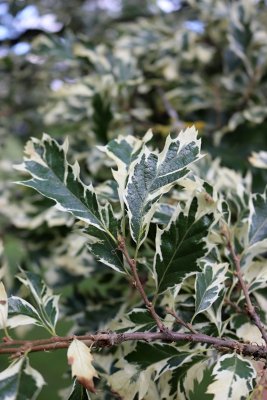 Quercus cerris 'Argenteovariegata' - dub cer - listy
